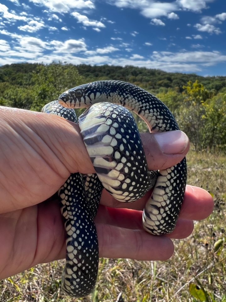 Speckled Kingsnake